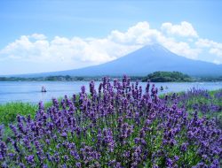 Menjelajah Surga Wisata Alam di Oishi Park Kawaguchiko